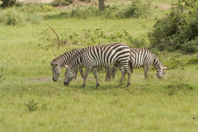 10 Day Best of Uganda Adventure Safari - Back in Entebbe: a final nature walk and a boat ride