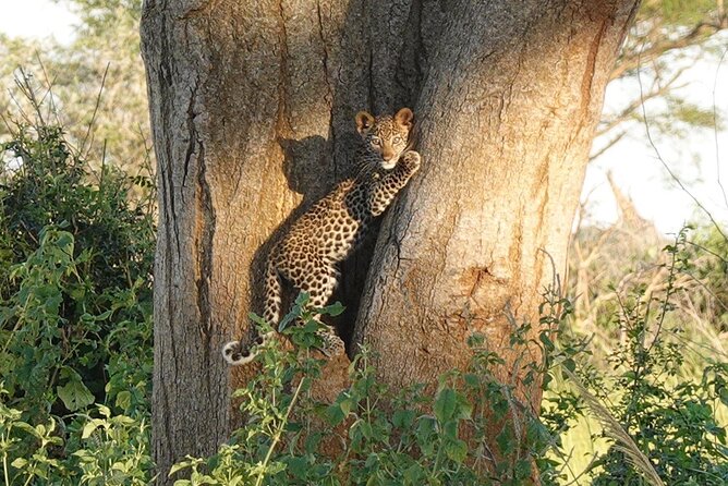 10-Day Big-7 Private Tour Experience in Uganda Safari - Days 4 to 5: Queen Elizabeth, candelabra tree savannah, and Kazinga Channel hippos