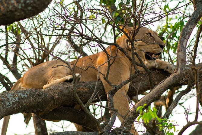 10-Day Big-7 Private Tour Experience in Uganda Safari - Day 6: Ishasha tree-climbing lions to Bwindi’s Ruhija area