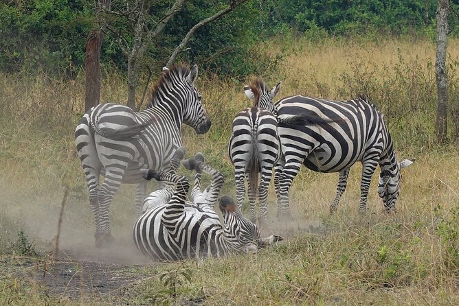 10-Day Big-7 Private Tour Experience in Uganda Safari - Day 7: Bwindi gorilla trek, plus what to pack