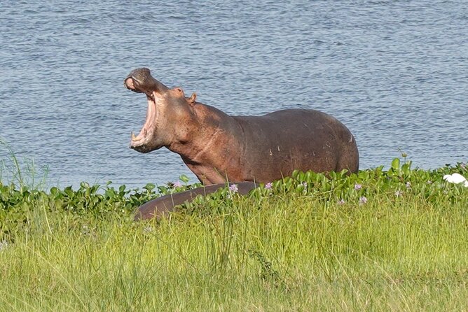 10-Day Big-7 Private Tour Experience in Uganda Safari - Days 9 to 10: Lake Mburo, saltlick nature walks, and the trip home