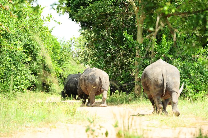 10 Day Gorilla Chimps and Big 5 Safari - Key highlights you should care about