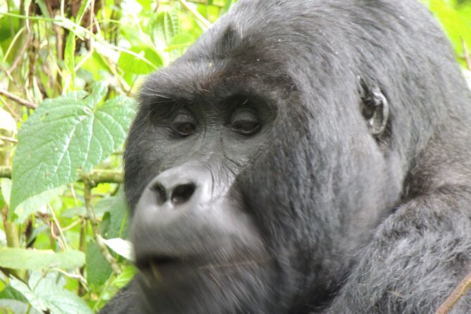 10 Day Gorilla Chimps and Big 5 Safari - Day 1 in Entebbe: settle in before the long wildlife push