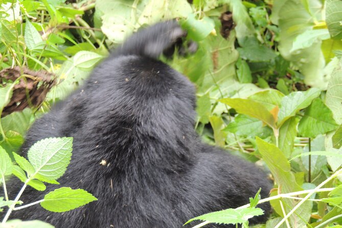 10 Day Gorilla Chimps and Big 5 Safari - Day 2: Murchison Falls for rhino tracking and the rush of the river