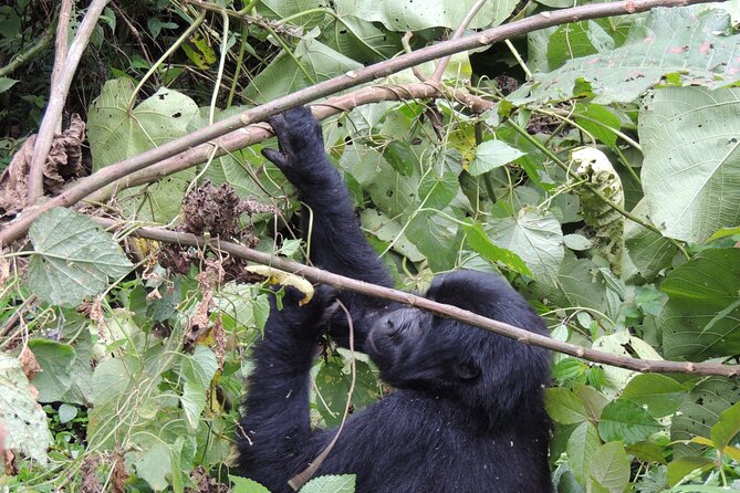 10 Day Gorilla Chimps and Big 5 Safari - Day 3: morning game drive plus the Nile stretch tied to film history