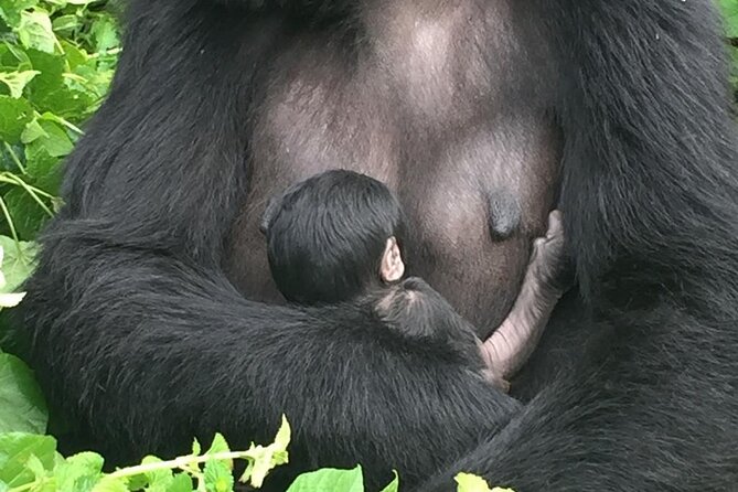 10 Day Uganda Memorable Lifetime Gorilla and Chimpanzee Safari - Queen Elizabeth and the Kazinga Channel hour you will remember
