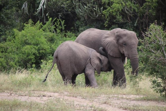 10 Day Western Uganda Budget Wildlife Safari - Price, and whether $4,090 per person is fair value