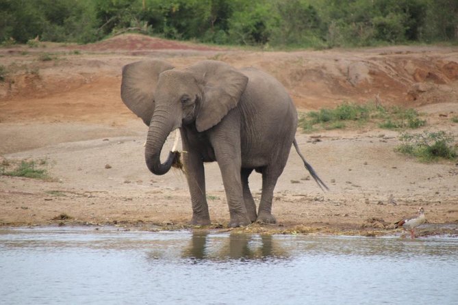 10 Day Western Uganda Budget Wildlife Safari - Day 2: Murchison Falls game drive plus the Nile boat cruise