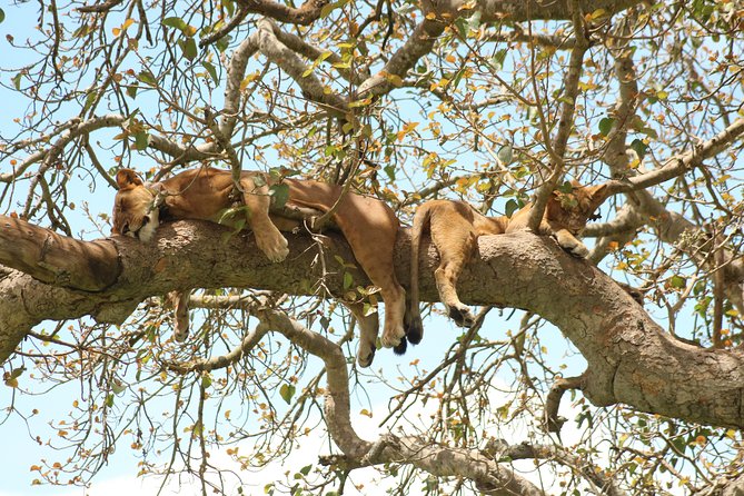 10 Day Western Uganda Budget Wildlife Safari - Day 3: The Fort Portal drive to Kibale, with a viewpoint stop