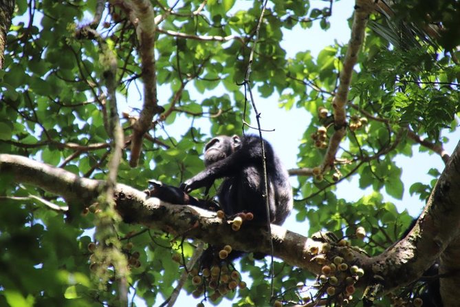 10 Day Western Uganda Budget Wildlife Safari - Day 4: Chimpanzees in Kibale, then the drive to Queen Elizabeth