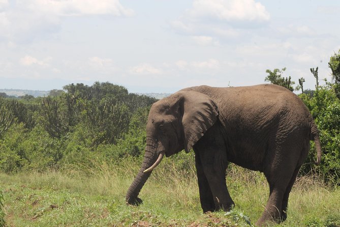 10-Day Wildlife Big 5, Murchison Falls and Gorilla Safari - Key things I’d focus on before you book