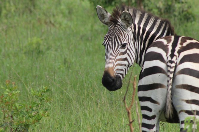 10-Day Wildlife Big 5, Murchison Falls and Gorilla Safari - Starting in Entebbe, then heading for wildlife