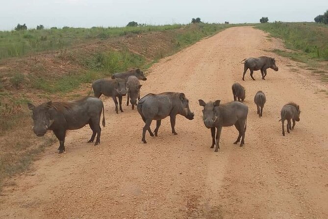 10-Day Wildlife Big 5, Murchison Falls and Gorilla Safari - Queen Elizabeth National Park: Kasenyi plains game drive and the Kazinga Channel boat