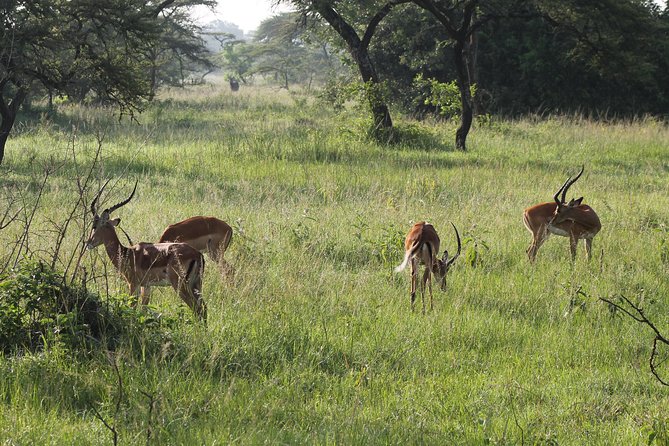 10-Day Wildlife Big 5, Murchison Falls and Gorilla Safari - Ishasha tree-climbing lions on the way to Bwindi