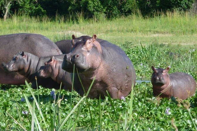 10-Day Wildlife Big 5, Murchison Falls and Gorilla Safari - Lake Bunyonyi as your post-gorilla breather