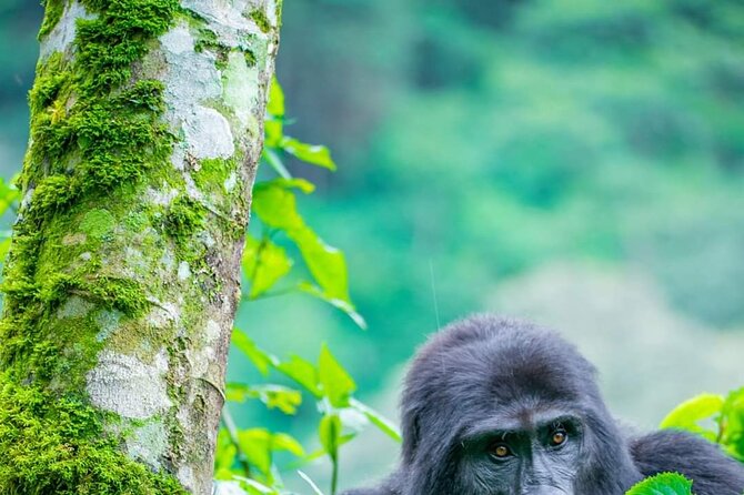 10-Day Wildlife Big 5, Murchison Falls and Gorilla Safari - Lake Mburo: antelope watching plus a guided walk with an armed ranger