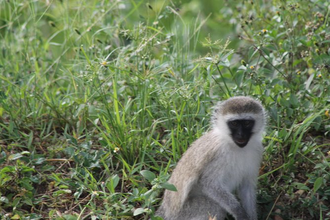 10-Day Wildlife Big 5, Murchison Falls and Gorilla Safari - Kibale Forest: chimp trekking with ranger briefings and real forest focus