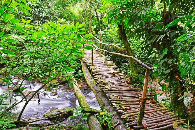 10 Days Affordable Gorilla Trekking Holiday - Ishasha tree-climbing lions on the road to Bwindi