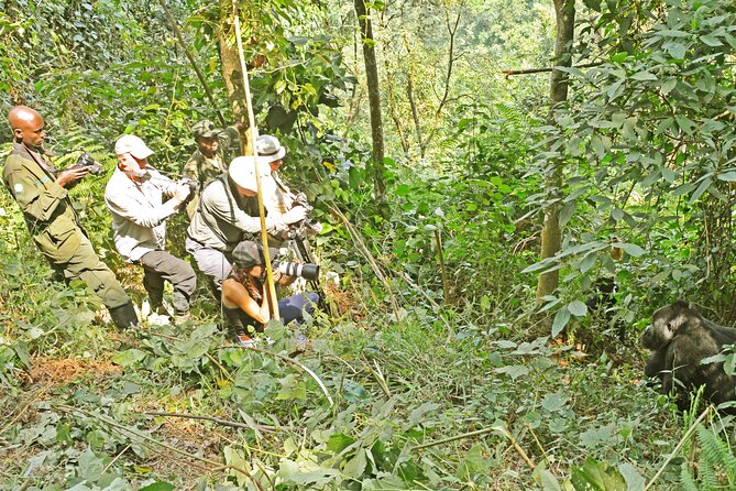 10 Days Affordable Gorilla Trekking Holiday - Bwindi gorilla trekking: the one-hour viewing that makes the whole trip work