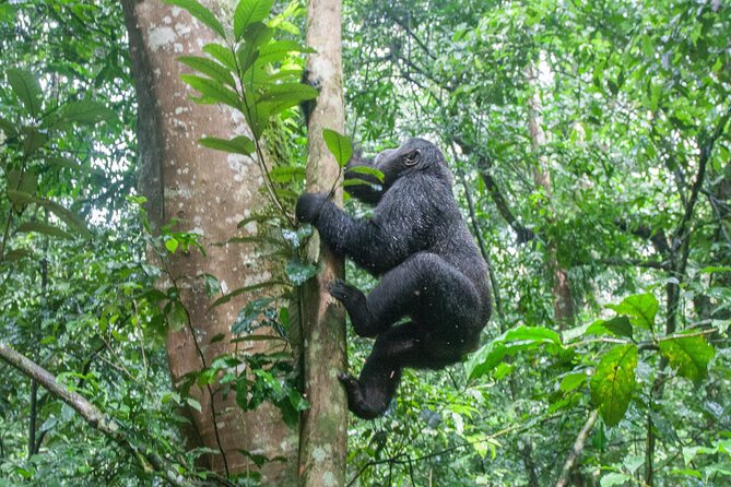 10 Days Affordable Gorilla Trekking Holiday - Mgahinga golden monkey trek and boat time for a calmer afternoon