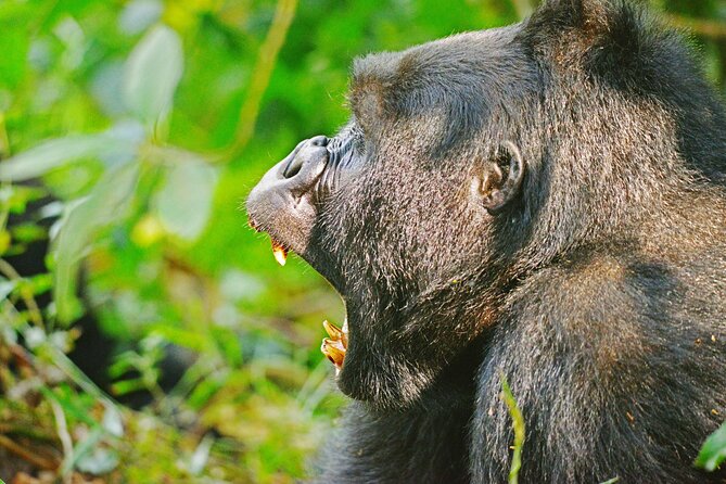 10 Days Affordable Gorilla Trekking Holiday - Lake Mburo cycling safari, plus Igongo Cultural Center in Mbarara