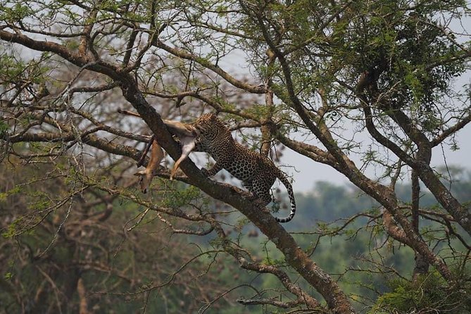 10 Days Affordable Gorilla Trekking Holiday - Price, permits, and what you are really paying for