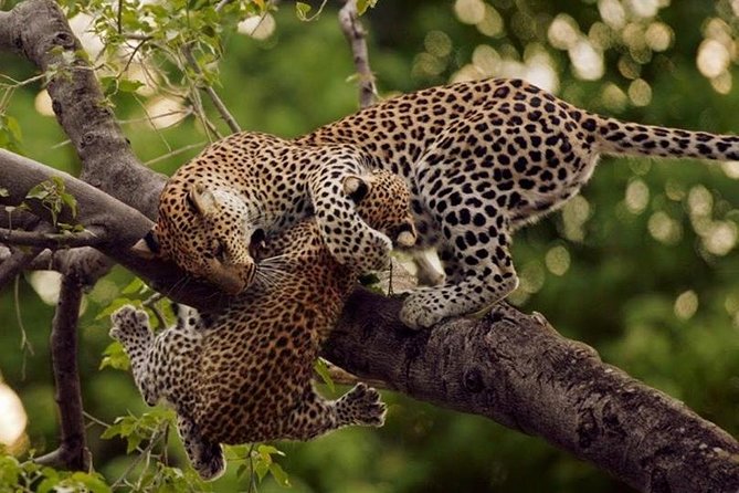 10 Days Affordable Gorilla Trekking Holiday - Queen Elizabeth National Park: Ruboni culture, Kasenyi game drive, Kazinga Channel cruise