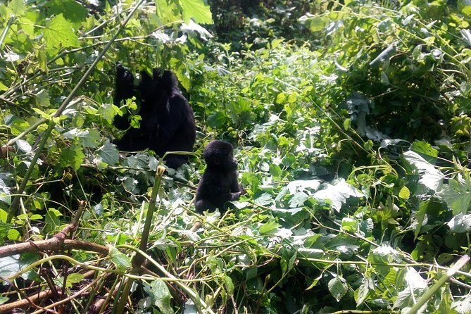 10 Days Uganda Gorilla & Chimpanzee Trekking Safari - Key highlights before you go