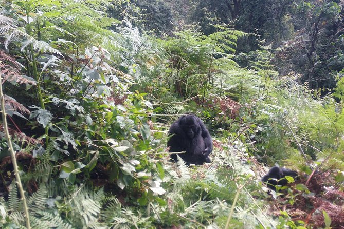 10 Days Uganda Gorilla & Chimpanzee Trekking Safari - Day 4: long transfer day to Kibale Forest National Park