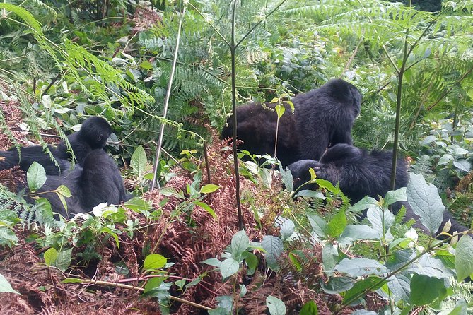 10 Days Uganda Gorilla & Chimpanzee Trekking Safari - Day 5: Kibale chimp trekking, Kanyanchu briefing, then Bigodi Wetland Sanctuary