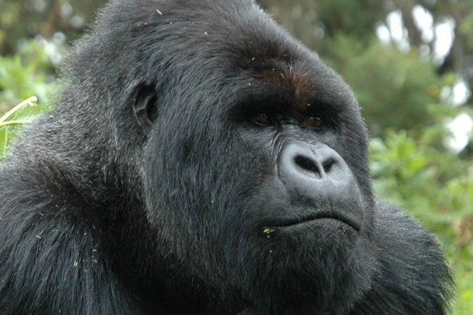 10 Days Uganda Gorilla & Chimpanzee Trekking Safari - Day 6: second chimp trekking day and the clothing checklist that matters