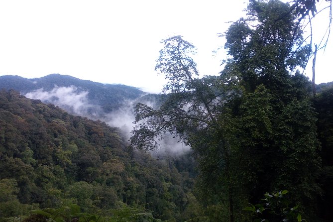 10 Days Uganda Gorilla & Chimpanzee Trekking Safari - Day 7: Ishasha tree-climbing lions chance, then on to Bwindi