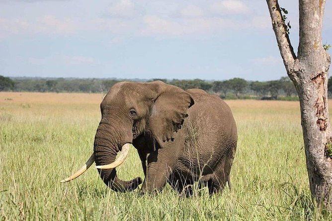 10 Days Uganda Gorilla, Chimpanzee & Wildlife Safari - Rhino Fund and Ziwa Sanctuary: a smart warm-up before big savanna days