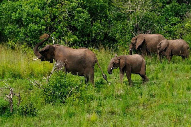 10-Days Uganda Gorillas and Chimpanzee Wildlife Discovery - Bwindi gorilla tracking: your one-hour meeting after the long wait