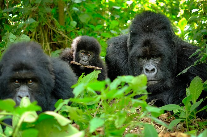 10-Days Uganda Gorillas and Chimpanzee Wildlife Discovery - Price and value: what $4,800 covers, and what it does not