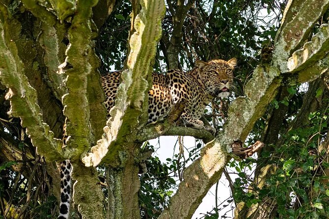 10-Days Uganda Gorillas and Chimpanzee Wildlife Discovery - Murchison Falls National Park: Nile power, game drives, and a hike