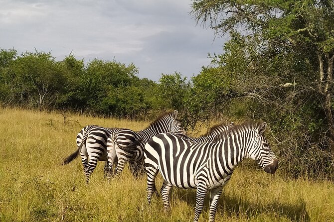 10 Days Uganda Safari with Gorillas - Price and Logistics, What You Really Get for $4,500