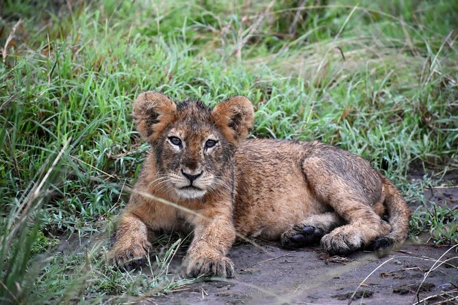 10 Days Uganda Safari with Gorillas - Days 2 and 3, Ziwa Rhino Sanctuary and the Thunder at Murchison Falls