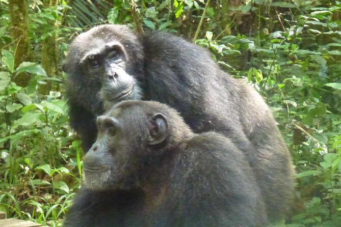 10 Days Uganda Safari with Gorillas - Day 4, Bigodi Swamp Evening Walk