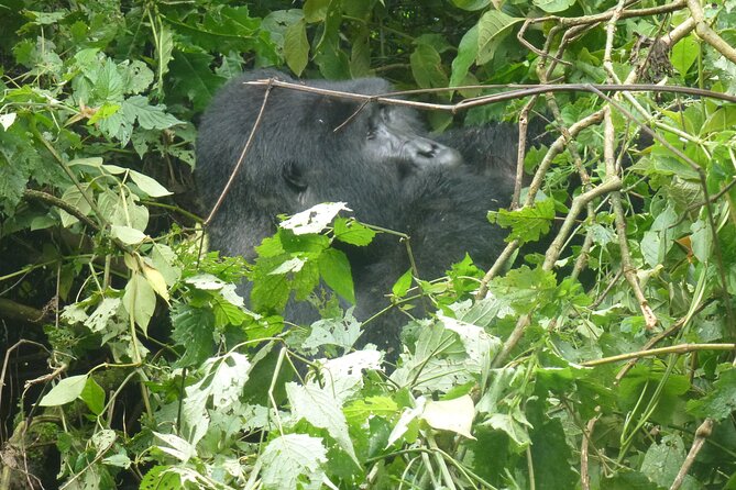 10 Days Uganda Safari with Gorillas - Day 5, Chimpanzees in Kibale and the Forest Walk Rhythm