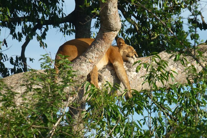 10 Days Uganda Safari with Gorillas - Days 6 and 7, Queen Elizabeth Game Drives, Kazinga Channel, and Ishasha Lions