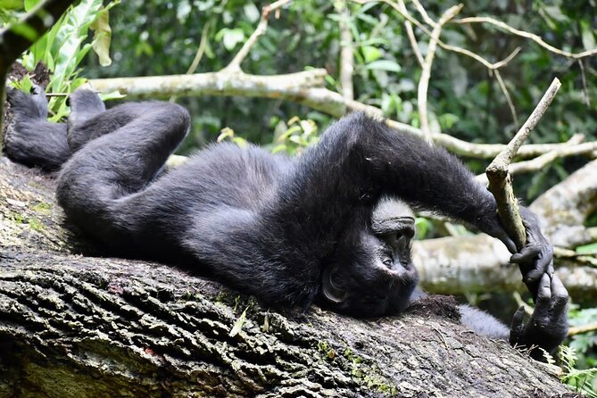 10 Days Uganda Safari with Gorillas - Day 8, Bwindi Gorilla Trekking, What the Actual Trek Feels Like