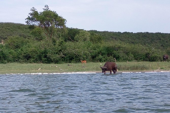 11 Days Uganda +Gorillas - Why Uganda’s savannah meets the rainforest matters