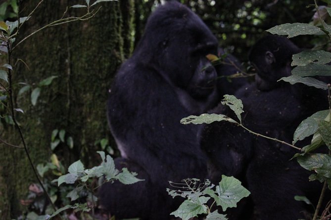 11 Days Uganda +Gorillas - Kibale Forest National Park: the primate day you plan around