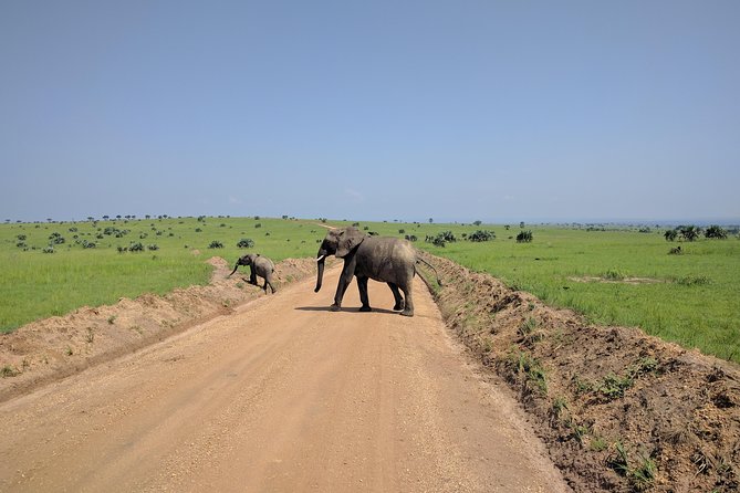 11 Days Uganda +Gorillas - Bwindi National Park and the gorilla trek: the hardest day to forget