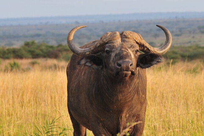 12-Day Big 5, Chimp & Gorilla Trekking Safari - Queen Elizabeth National Park: Katwe salt lakes, Kasenyi plains, and Kazinga Channel boats