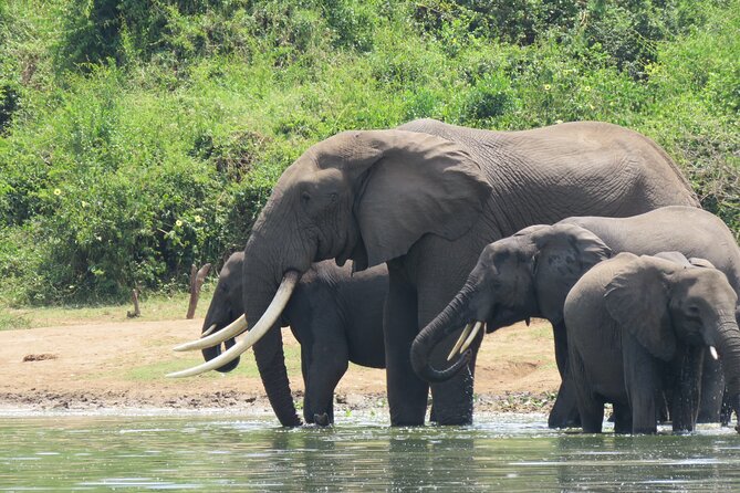 12-Day Moderately Priced Pearl of Africa - Uganda Private Safari - Ishasha tree-climbing lions, then the long road into Bwindi