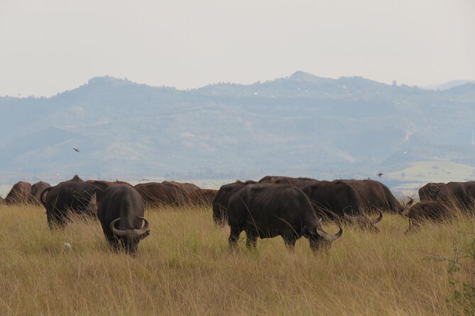 12-Day Moderately Priced Pearl of Africa - Uganda Private Safari - Bwindi gorillas: trekking rules, porter option, and the one-hour magic