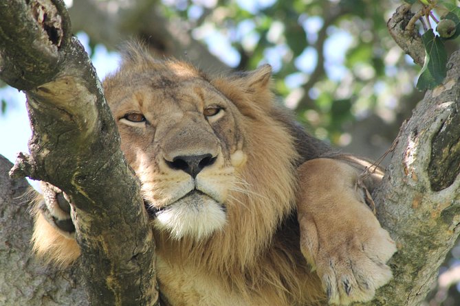 12-Day Pearl of Africa Wildlife and Adventure Highlights - Key Highlights Worth Your Attention