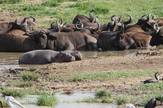 12-Day Pearl of Africa Wildlife and Adventure Highlights - The 7:00 am Start That Sets the Tone for 12 Big Days